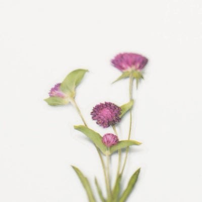 Appree pressed flower sticker - Globe Amaranth APS-019