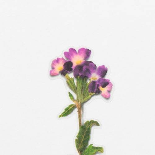Appree pressed flower sticker - Verbena APS-017