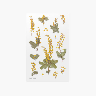 Appree pressed flower sticker - Mimosa APS-024