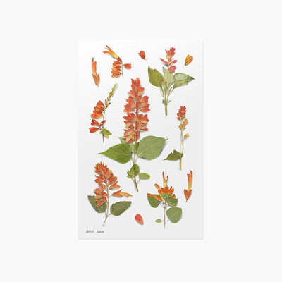 Appree pressed flower sticker - Salvia APS-025