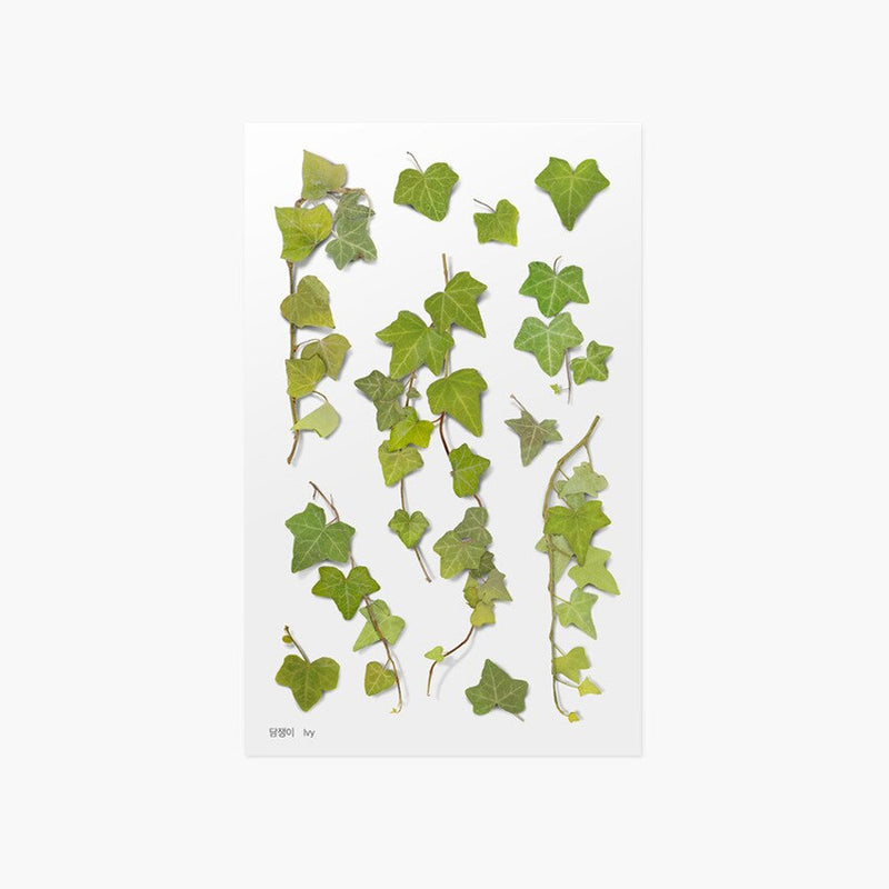 Appree pressed flower sticker - Ivy