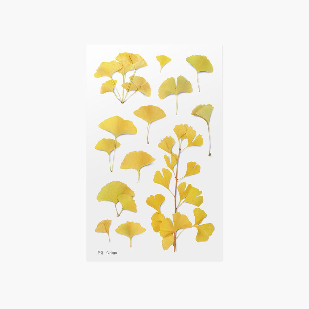 Appree Pressed Flower Sticker - Narcissus