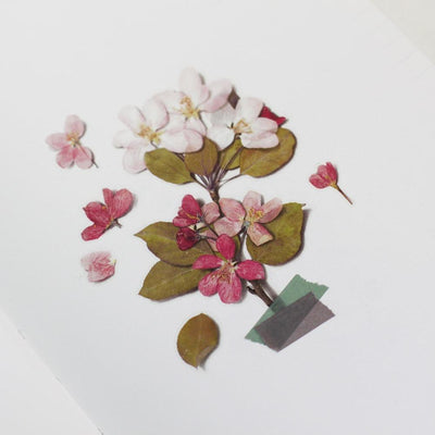 Appree pressed flower sticker - Apple blossom APS-034