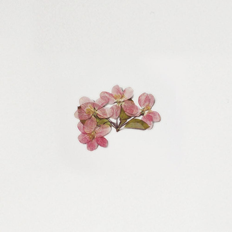 Appree pressed flower sticker - Apple blossom APS-034