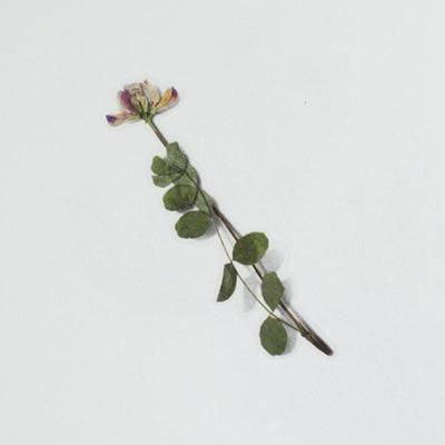 Appree pressed flower sticker - Astragalus sincus APS-035