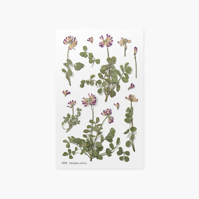 Appree pressed flower sticker - Astragalus sincus APS-035