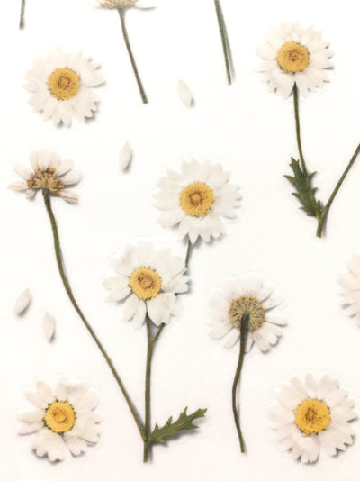 Appree pressed flower sticker - Marguerite (Daisy) APS-004