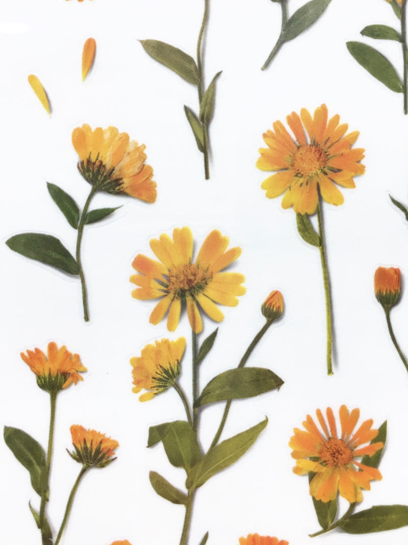 Appree pressed flower sticker - Calendula APS-014
