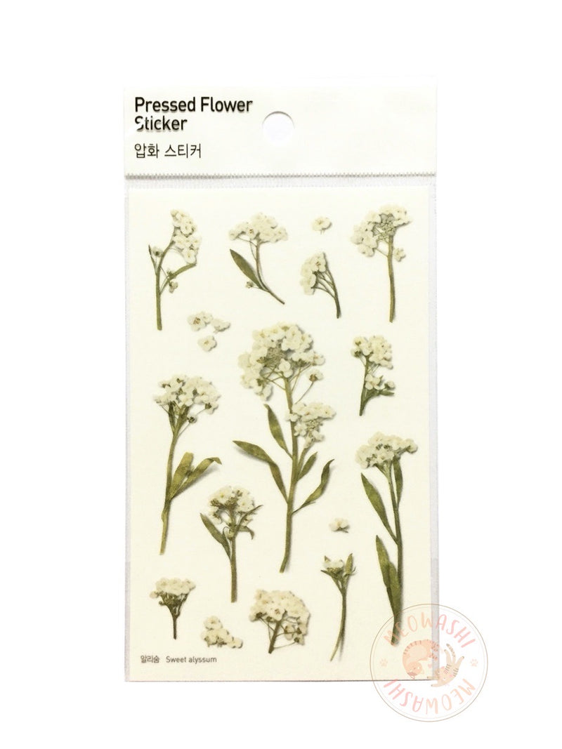 Appree pressed flower sticker - Sweet Alyssum APS-016