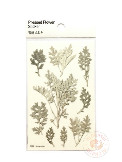 Appree pressed flower sticker - Dusty Miller APS-018
