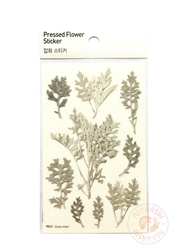 Appree pressed flower sticker - Dusty Miller APS-018