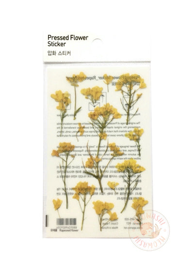 Appree pressed flower sticker - Rapeseed flower APS-020
