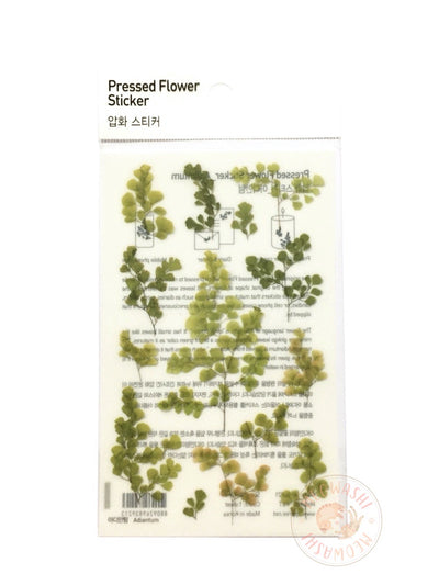 Appree pressed flower sticker - Adiantum APS-021